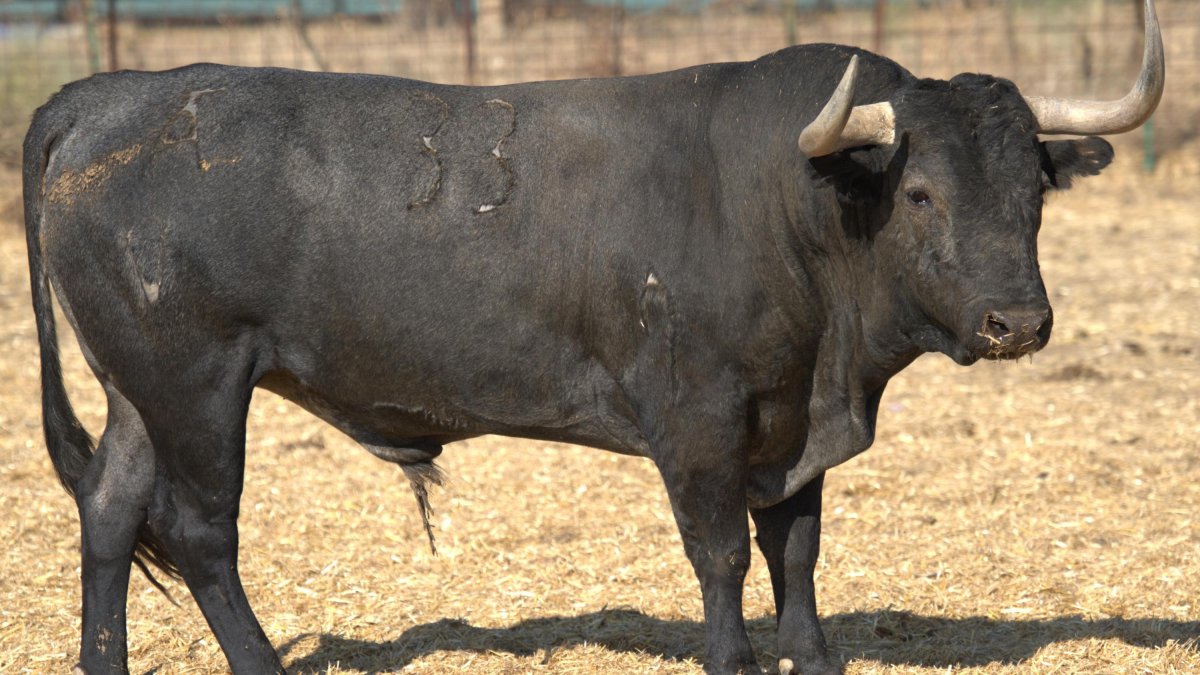 Uno de los toros de la ganadería Victorino Martín