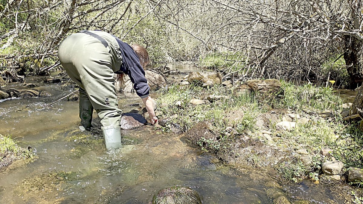 Una bióloga recoge muestras en uno de los ríos de la cuenca del Duero para examinar el estado ecológico de las masas de agua. - CHD