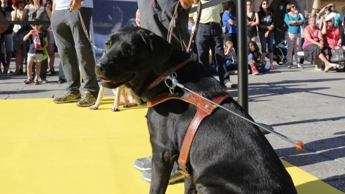 Exhibición de perros guía de la fundación ONCE en la plaza mayor de Salamanca.-Ical