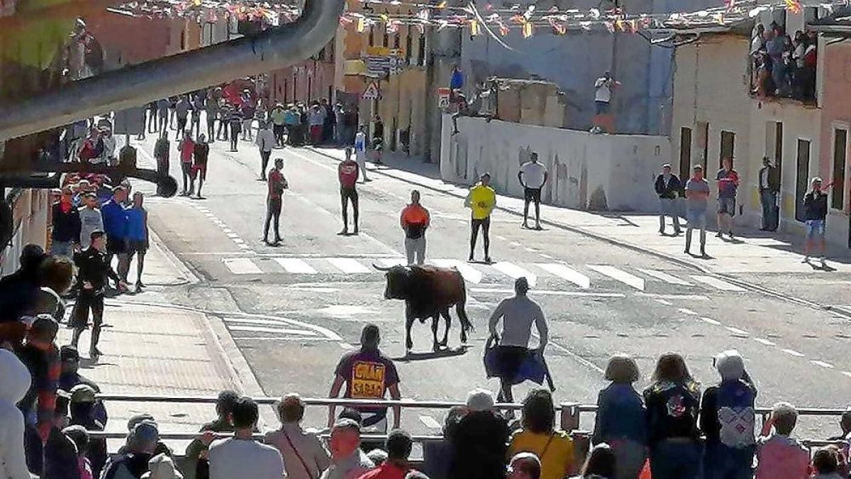 Imagen del primer encierro en Nava del Rey.-AYTO. NAVA DEL REY