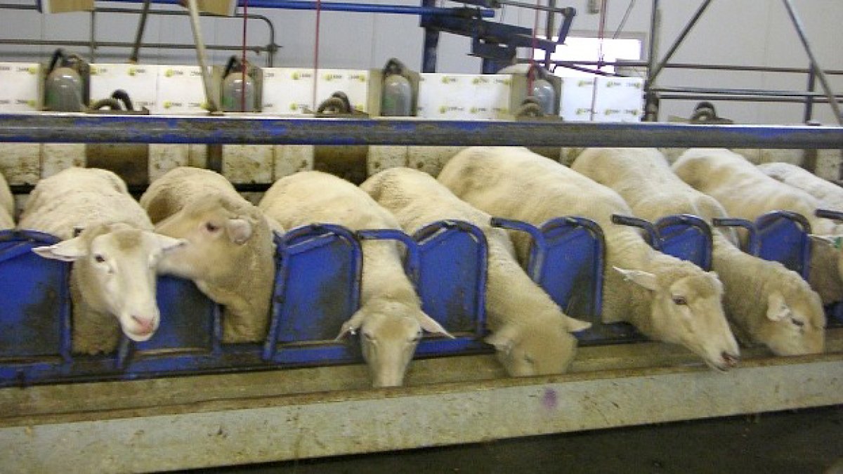 El 80% de las granjas de ovino y caprino adheridas al programa contra la agalaxia contagiosa han dado negativo a todas las pruebas. / HDS