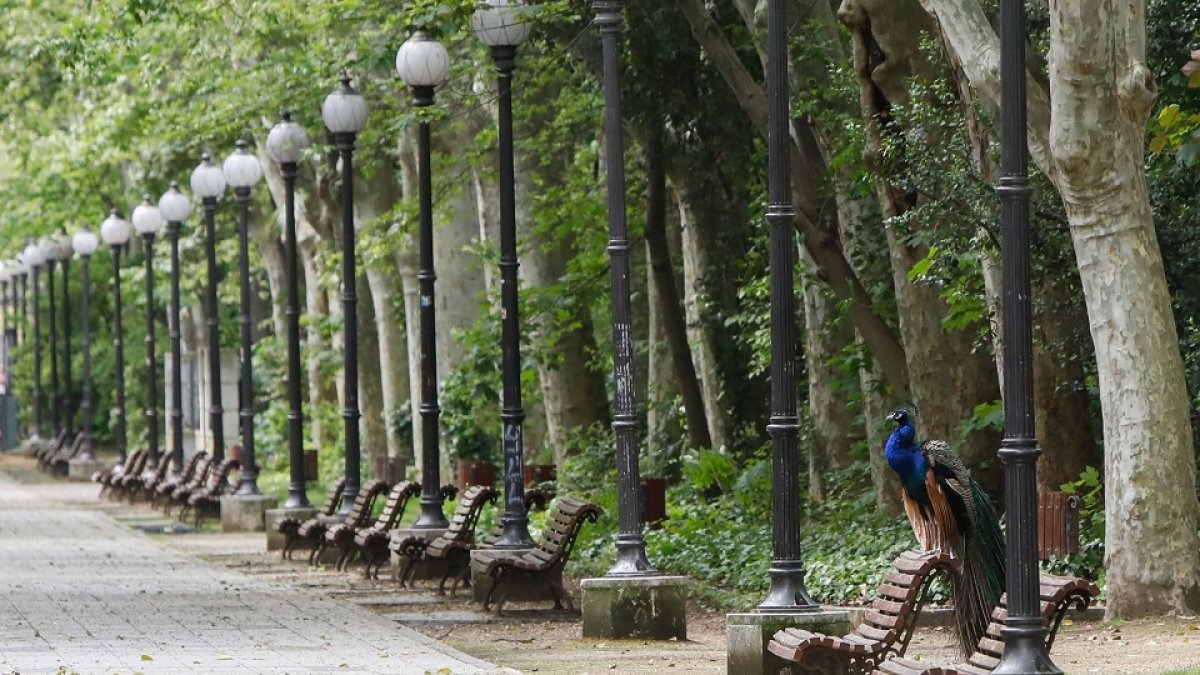 Un pavo real en uno de los bancos del paseo central del Campo Grande de Valladolid, el pulmón verde de la ciudad. J. M. LOSTAU