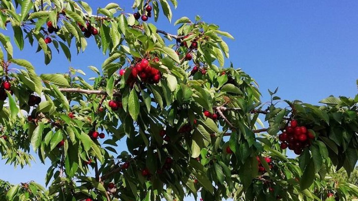 Imagen de la pasada campaña en el municipio vallisoletano, en la que pueden verse las cerezas en el árbol.-AYTO. PIÑEL DE ABAJO