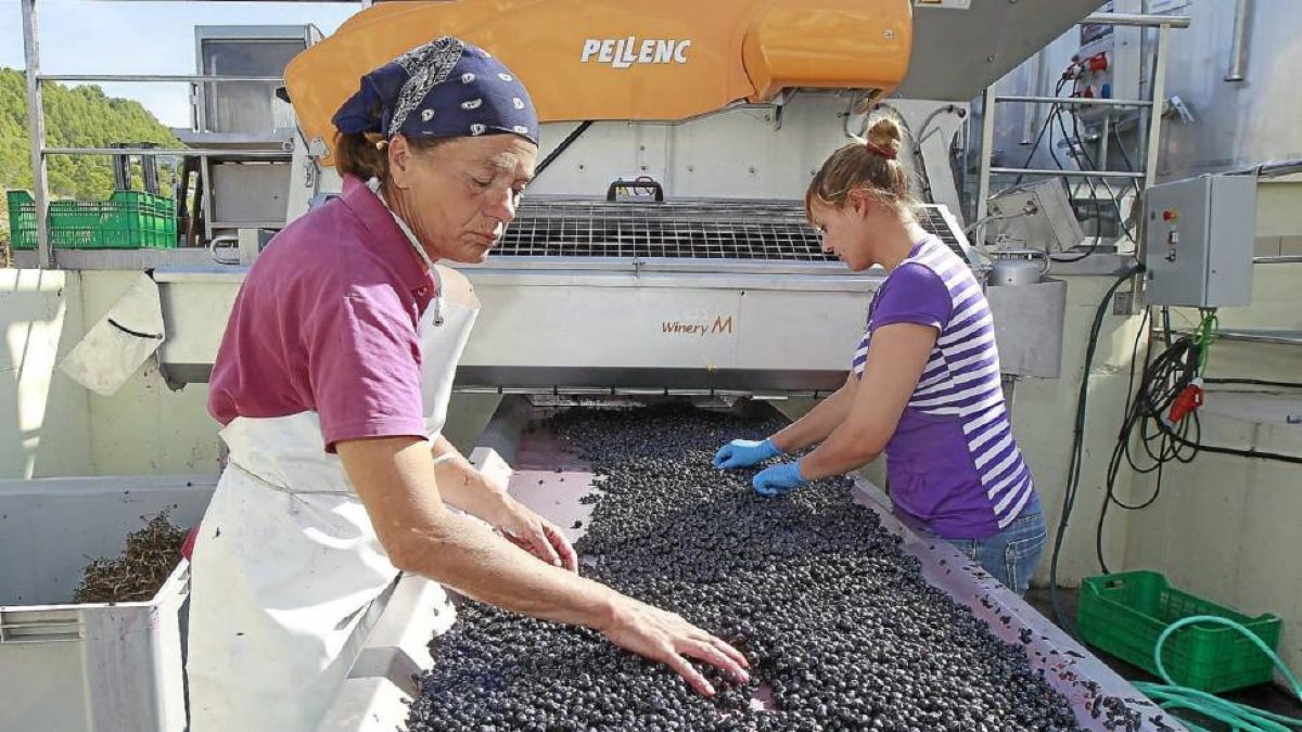 Dos operarias revisan ayer la uva de variedad tempranillo para retirar las bayas que no sean de óptima calidad.-J.M. Lostau