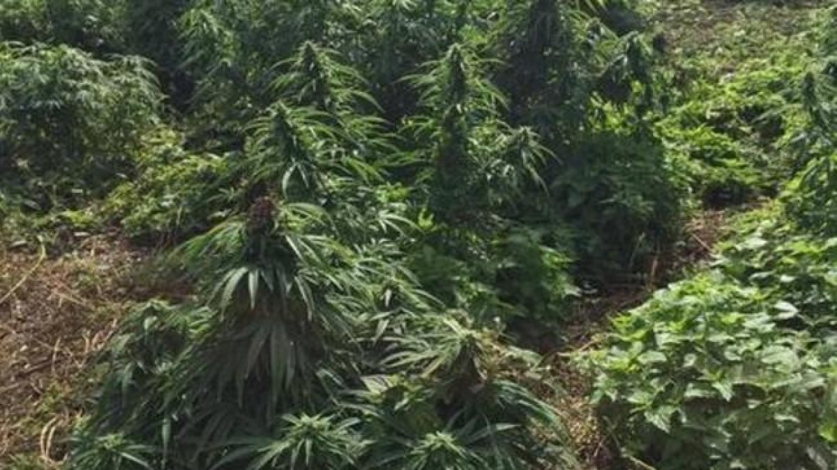 Imagen de la extensión del "bosque de marihuana" encontrado en Reino Unido.-KINGSTON POLICE