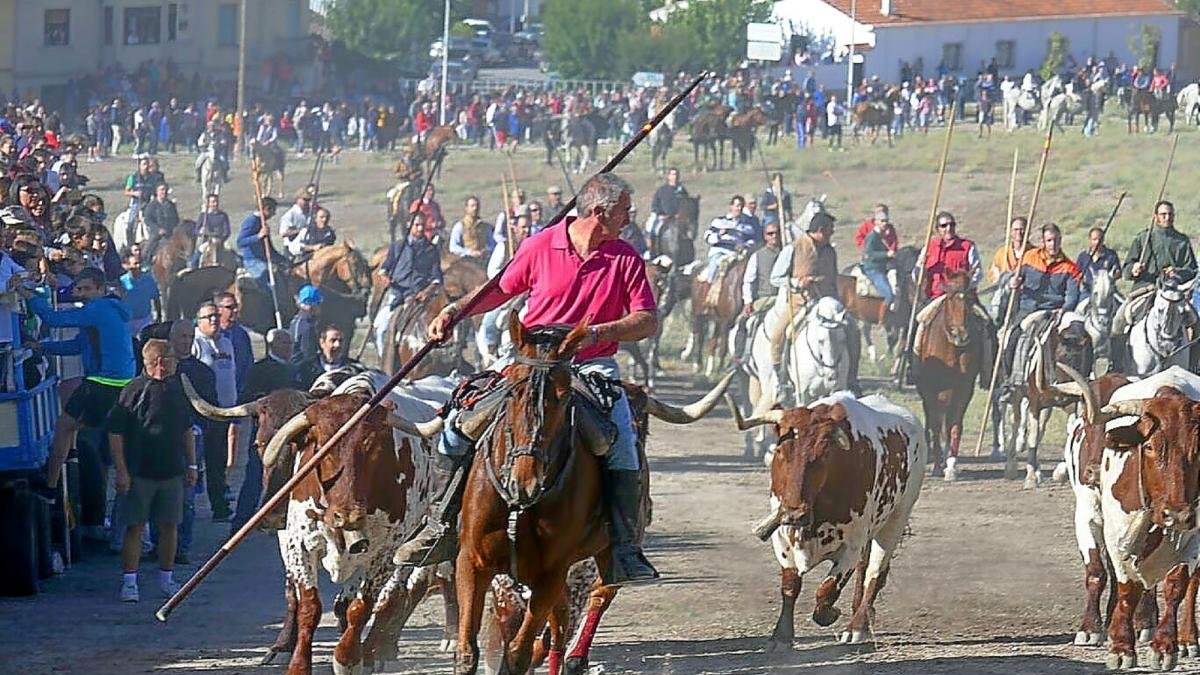 Un caballista dirige a los toros hasta el pueblo durante uno de los encierros campo a través en Portillo.-EL MUNDO