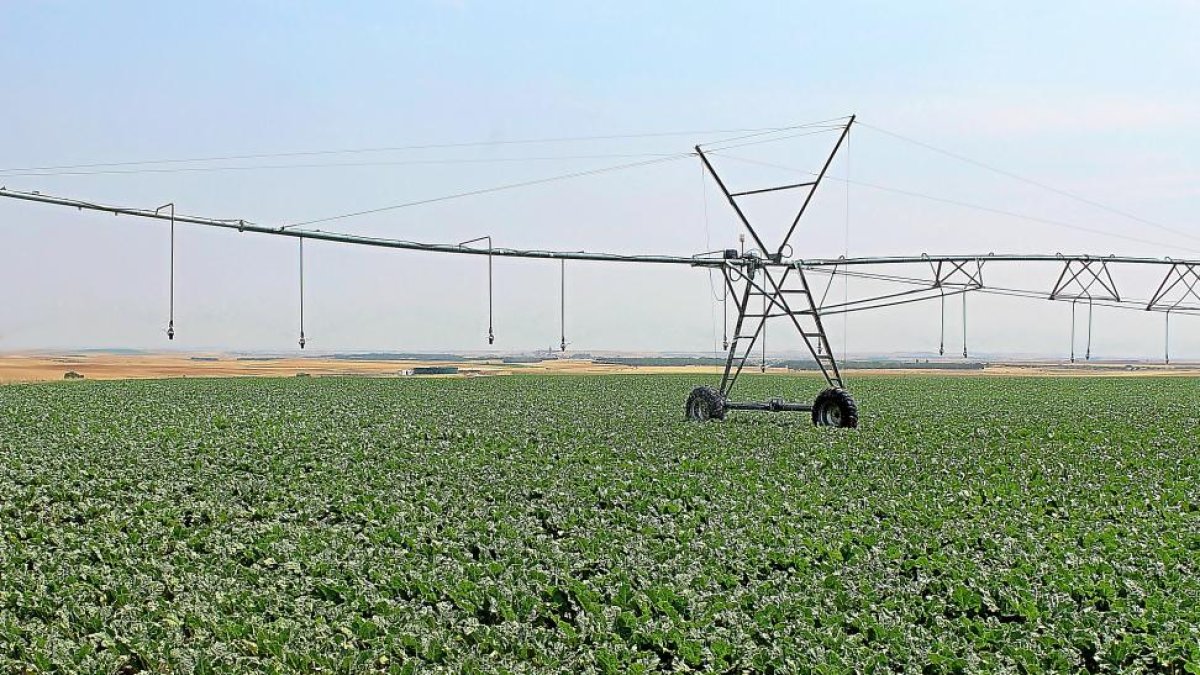 Campo de cultivo de remolacha en la zona de Tordesillas (Valladolid) regada con medidas de eficiencia energética y renovables.-m.c.