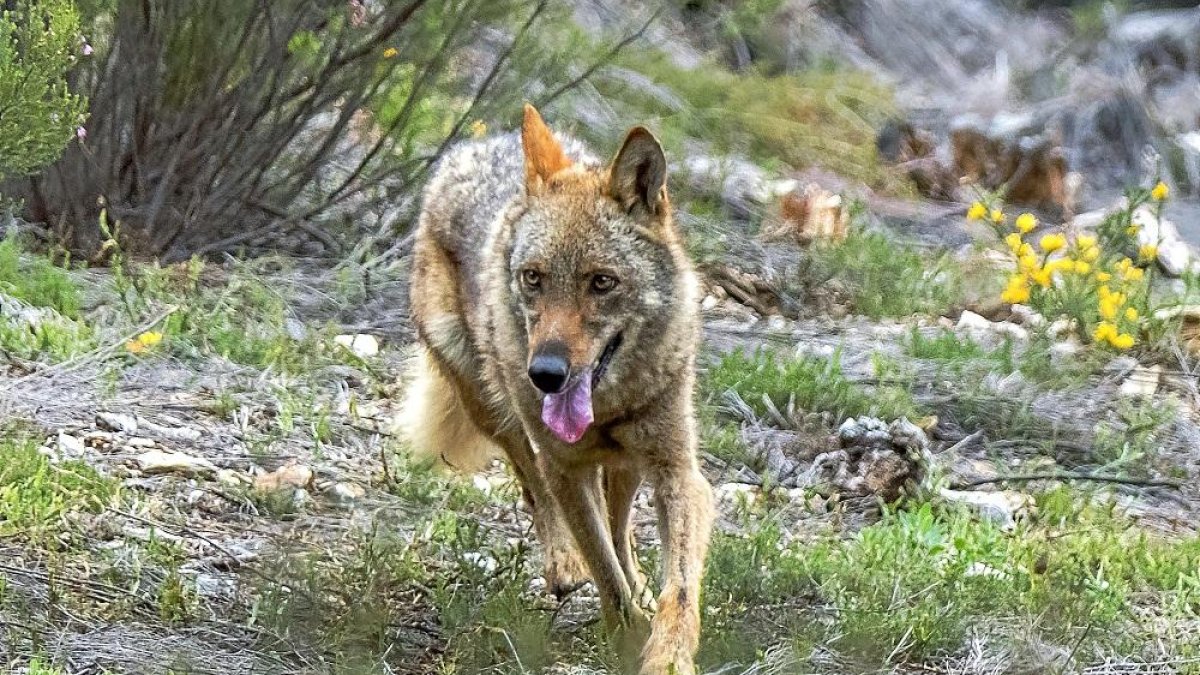 Un lobo nacido en el Centro del Lobo Ibérico de Castilla y León ubicado en Zamora, en una imagen de archivo.-ICAL