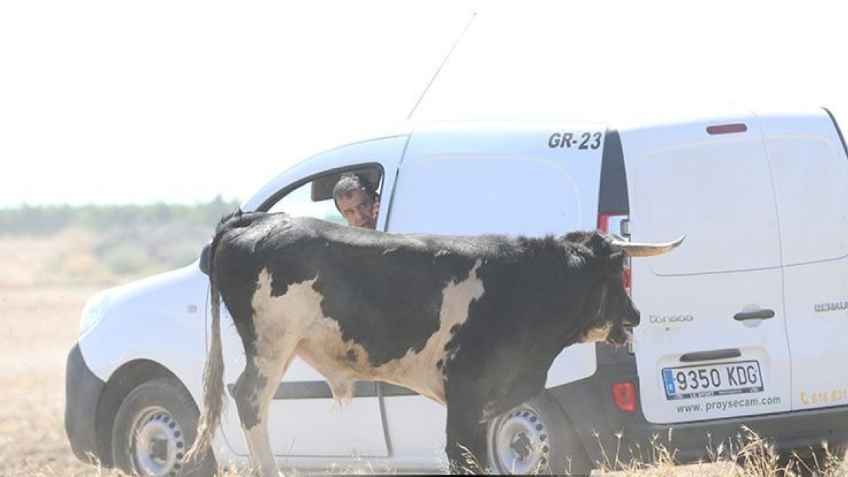 Rescate del toro que se escapó de un encierro de Serrada. -AYUNTAMIENTO SERRADA / JACINTO NAVAS