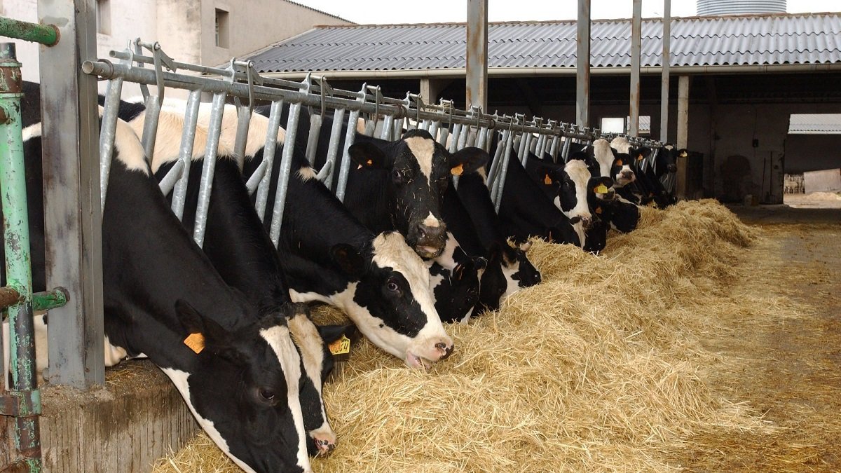 Granja de vacas lecheras en la Comunidad.- HDS