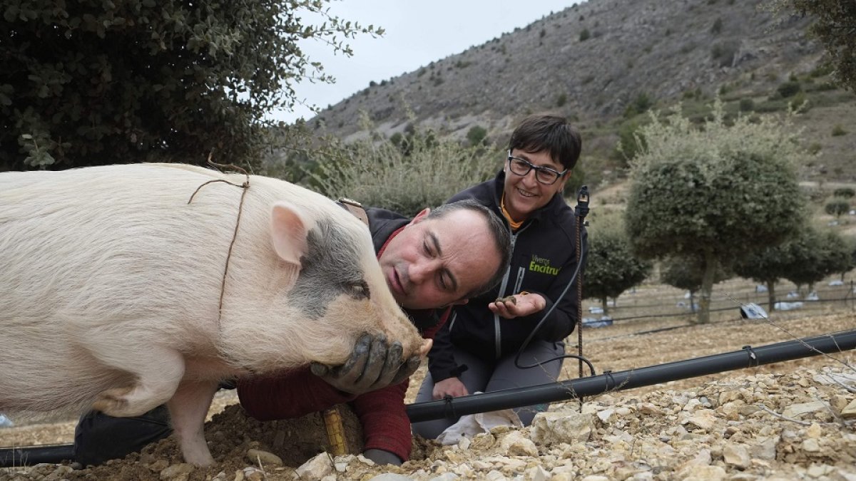 Javier López y Feli Sánchez Espuelas con Bulla, su cerda vietnamita, en su plantación de Ocenilla. / HDS