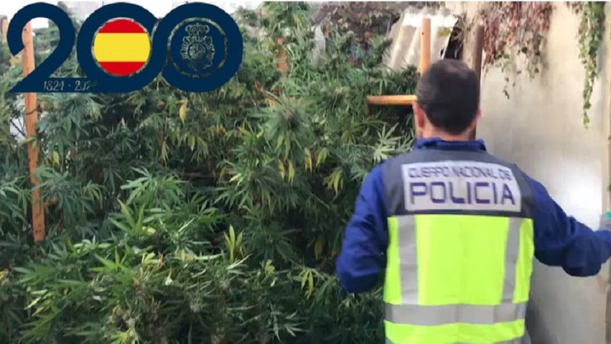 Desmantelada una plantación de marihuana en el barrio Girón de Valladolid. E .M.