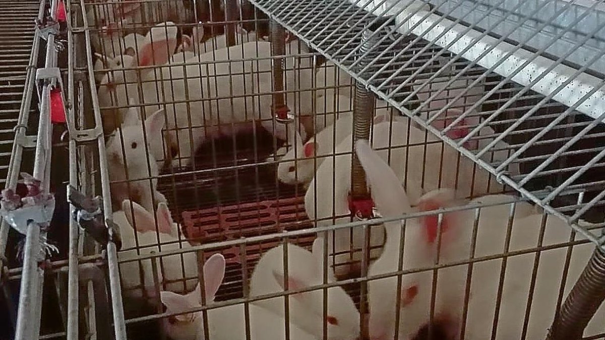 Conejos en un sistema de cría tradicional en España y gallinas ponedoras al aire libre.-E.M.