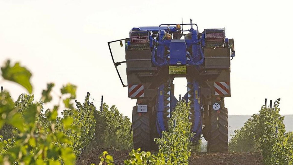 Vendimia de verdejo en un viñedo de la DO Rueda.-Photogenic.