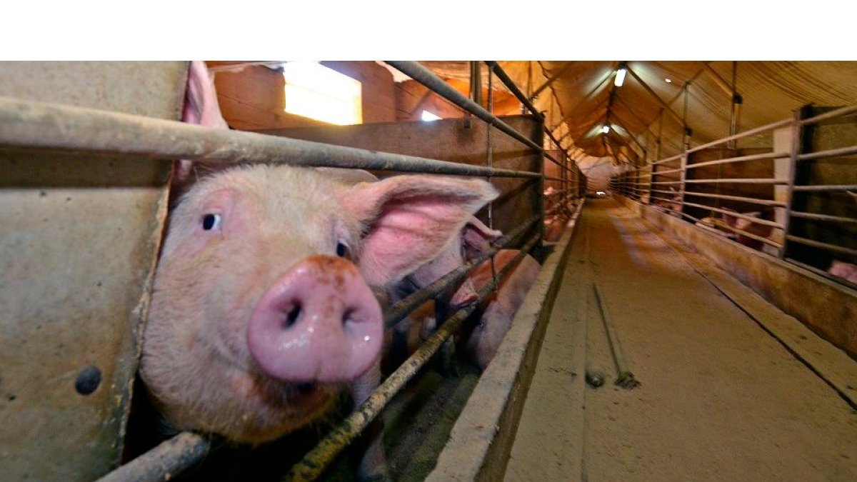 En Castilla y León hay más de cuatro millones de cabezas de porcino. / HDS