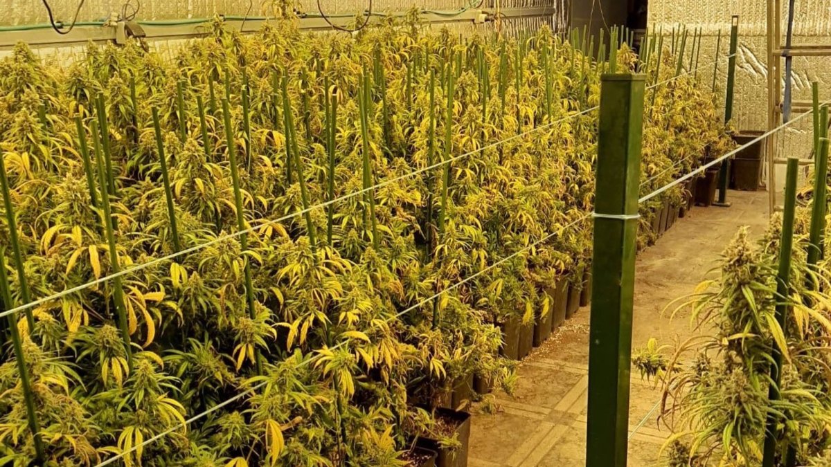 Una de las plantaciones de marihuana intervenidas.- ICAL
