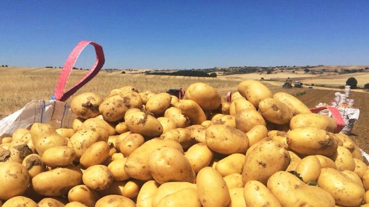 Saco de patatas en la cosecha de la última campaña en una parcela de Valladolid.-y.m.