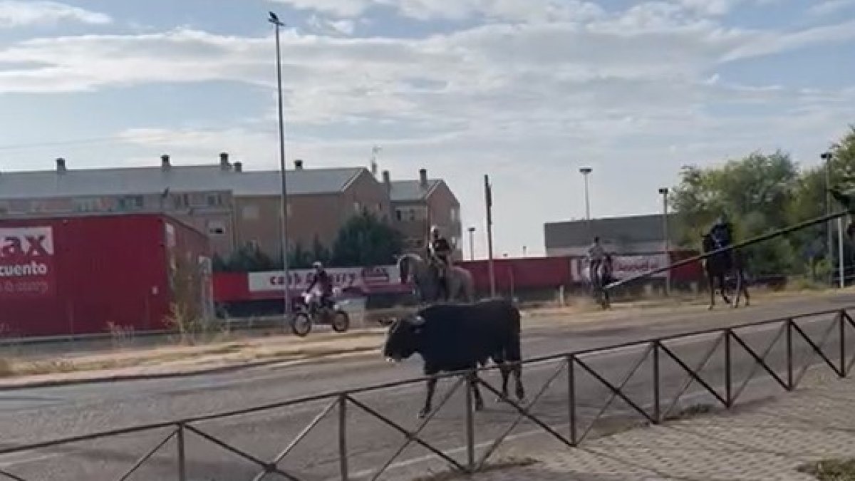Un toro pasea por las calles de Valladolid.-E.M.