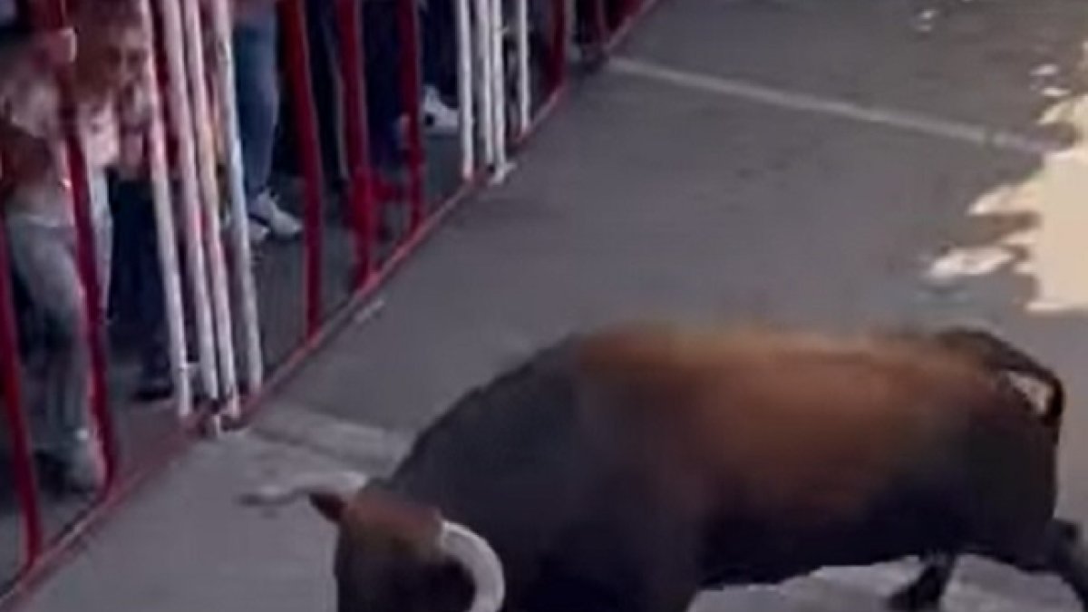 Fotograma del toro que corneó mortalmente a un hombre en un encierro de La Seca.- EM