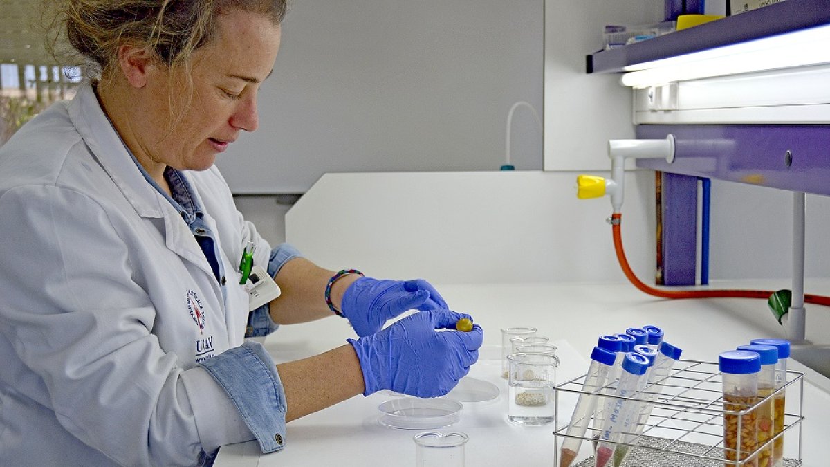 La ingeniera agrónoma Cristina Lucini en uno de los laboratorios de la Universidad Católica de Ávila. EL MUNDO