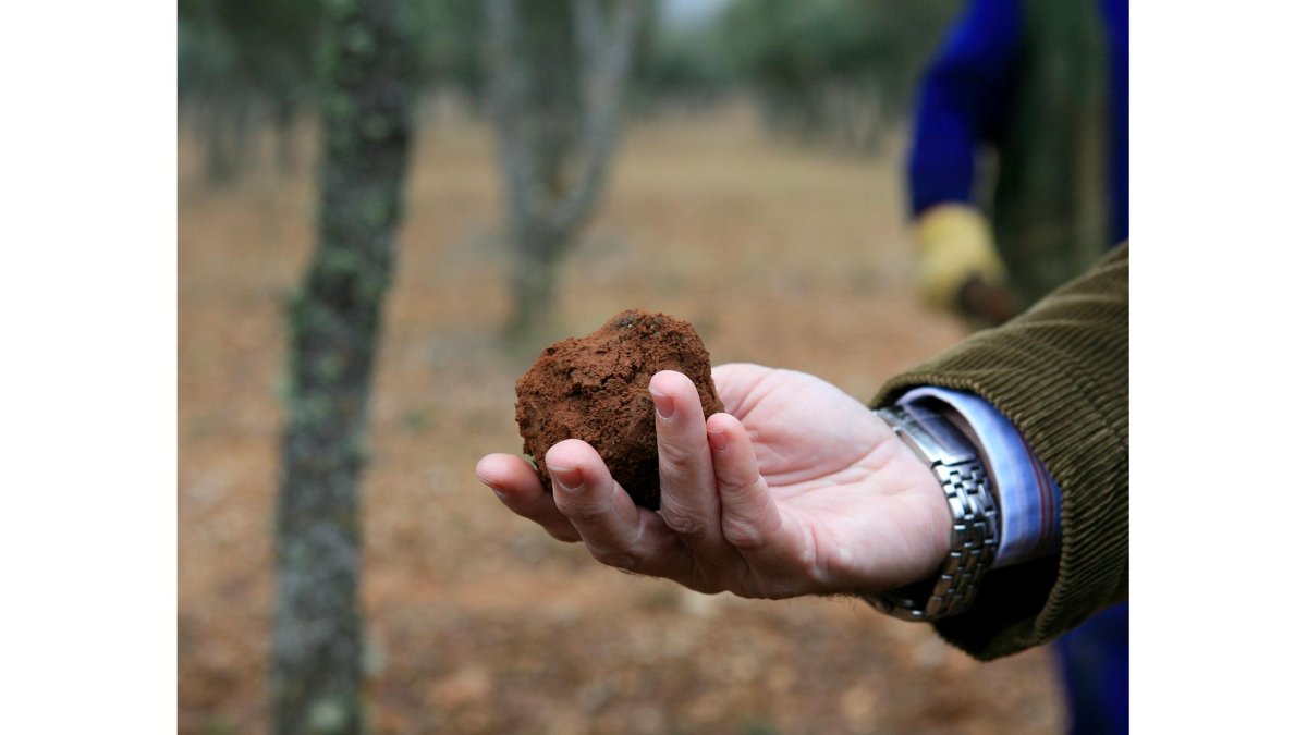 Finca de trufas en la provincia de Soria. / HDS