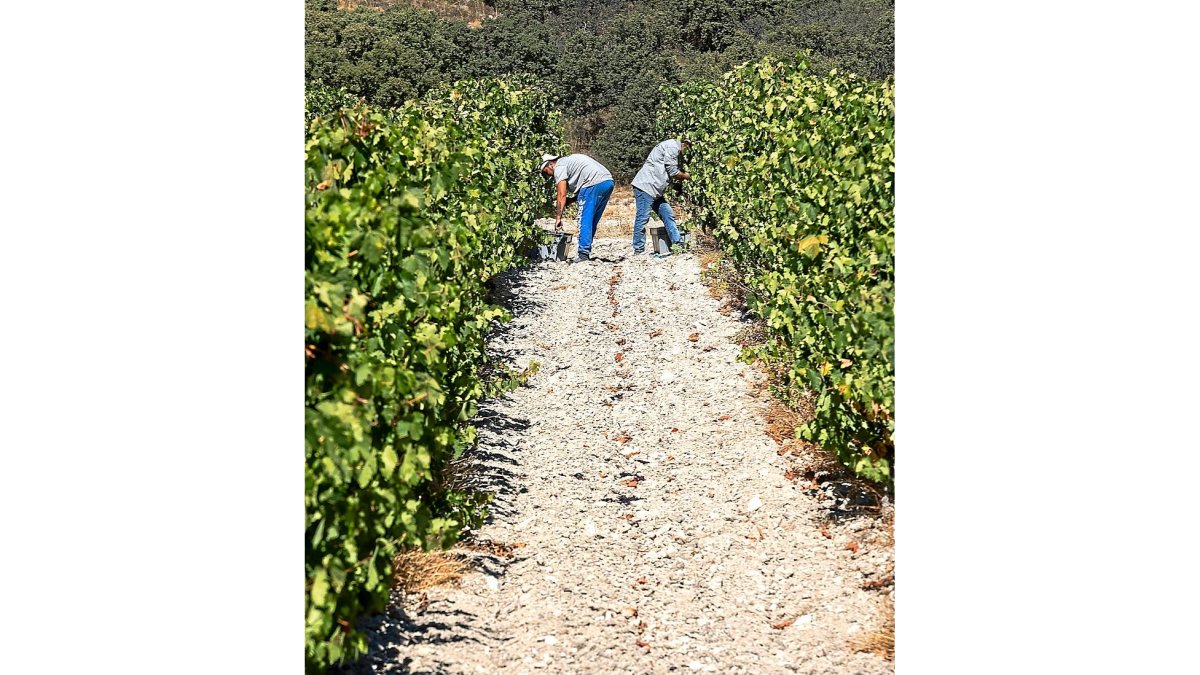 Dos temporeros trabajan en la campaña de vendimia en uno de los viñedos de la Comunidad. / PABLO REQUEJO