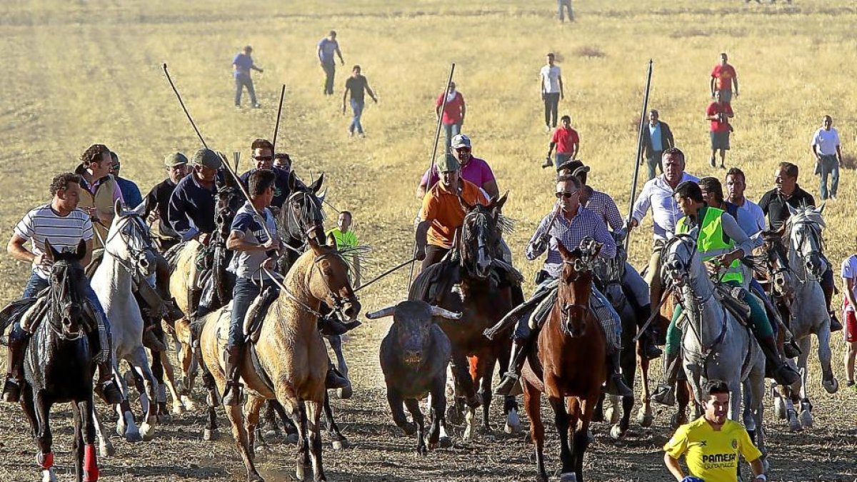 Caballistas rodean a uno de los morlacos ayer, frente al Mirador del Hontanar.-J. M. LOSTAU