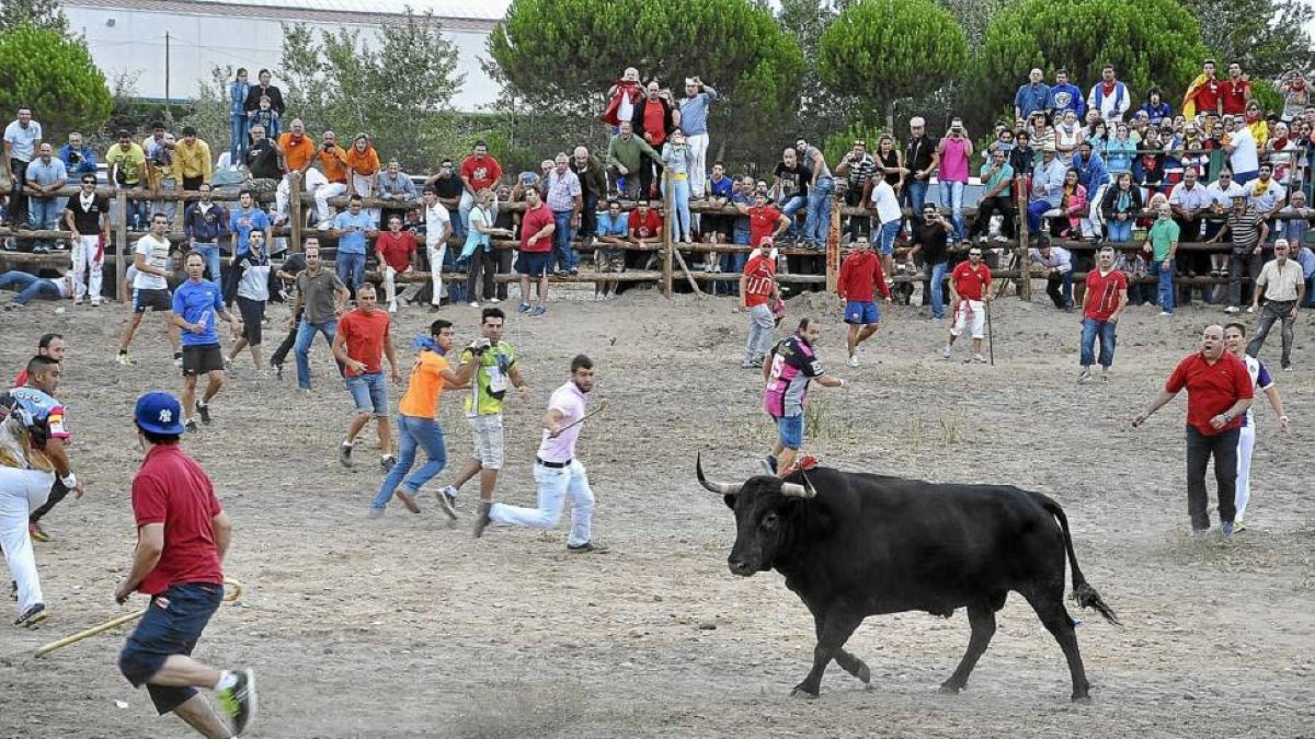 El toro de Vega en una imagen de archivo.-S.G. del Campo