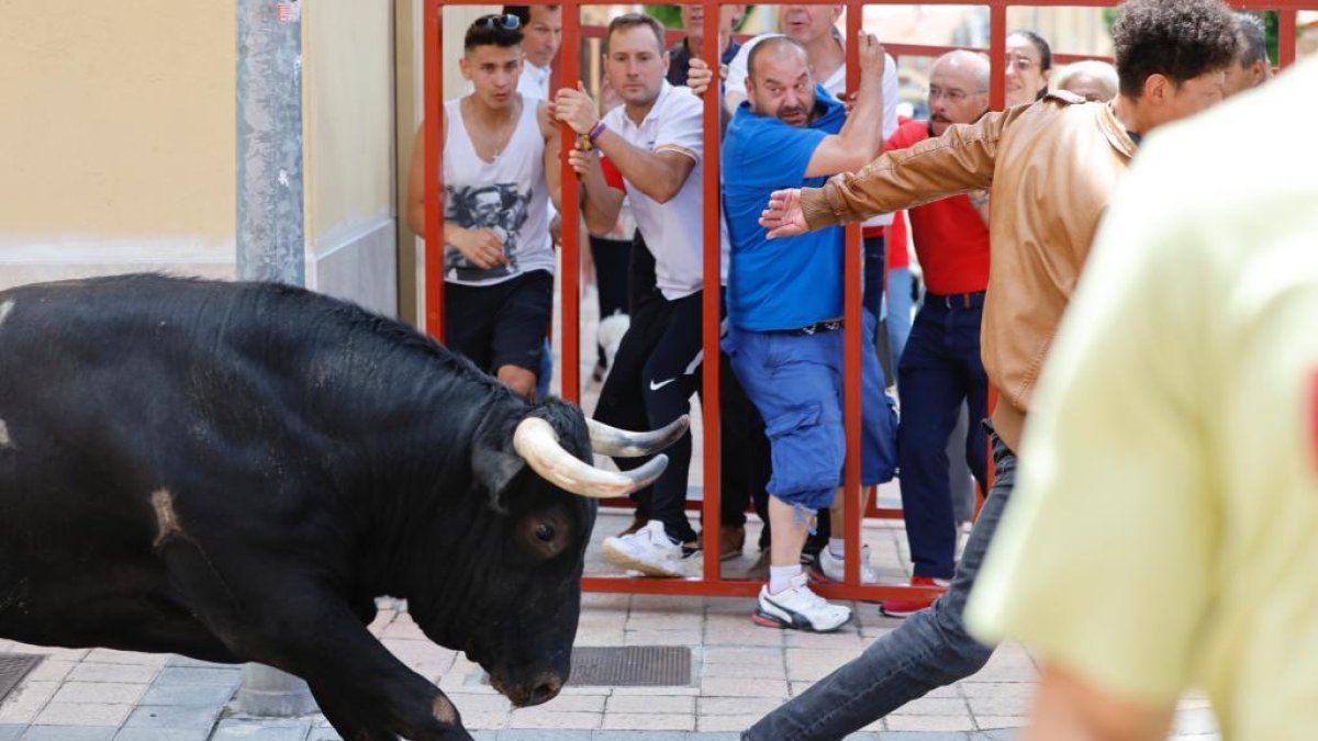 20230611. La Flecha. Foto: Joaquín Rivas. Encierro de toros en las fiestas de La Flecha, Valladolid
