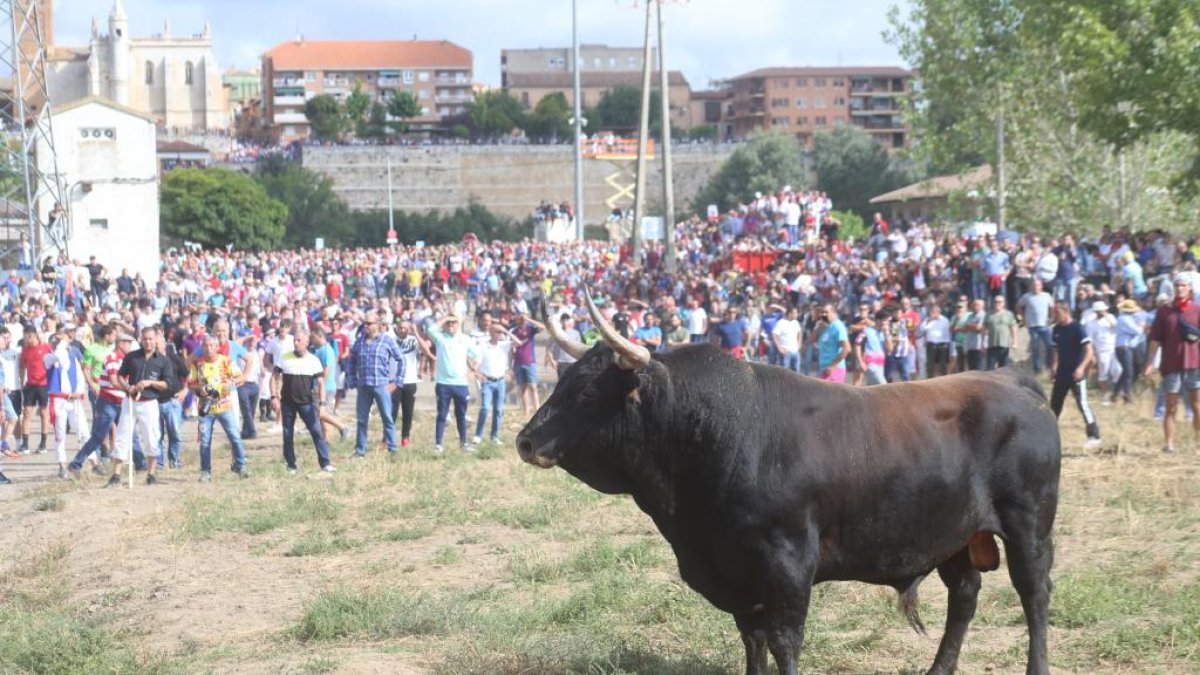 Celebración del Toro de la Vega en Tordesillas.- PHOTOGENIC