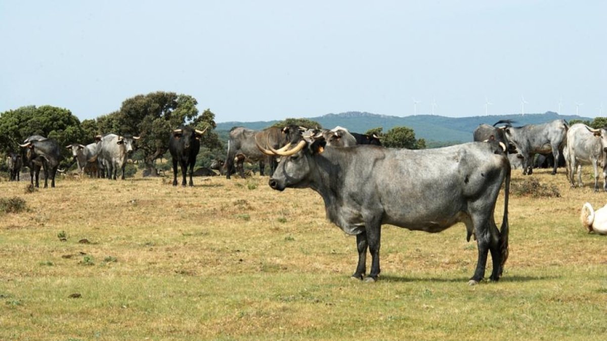 Vaca de raza morucha clasificada como raza autóctona.-MAGRAMA