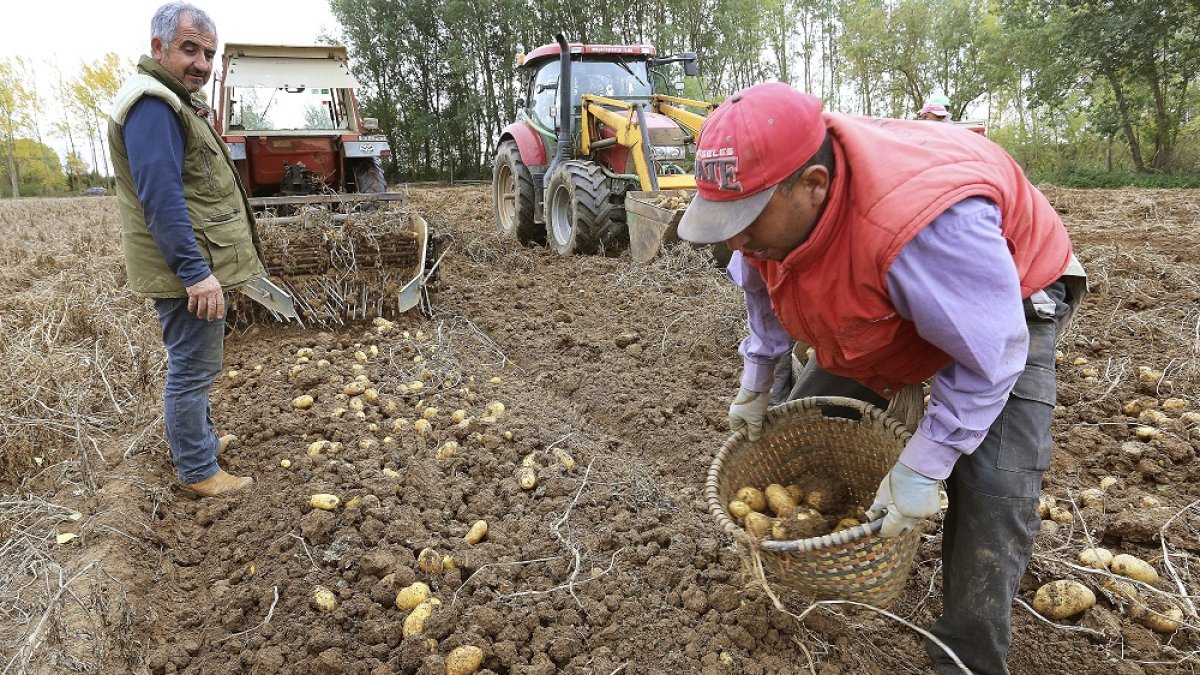 Recogida de patatas en una explotación de la localidad palentina de Ventosa de Pisuerga. / ICAL