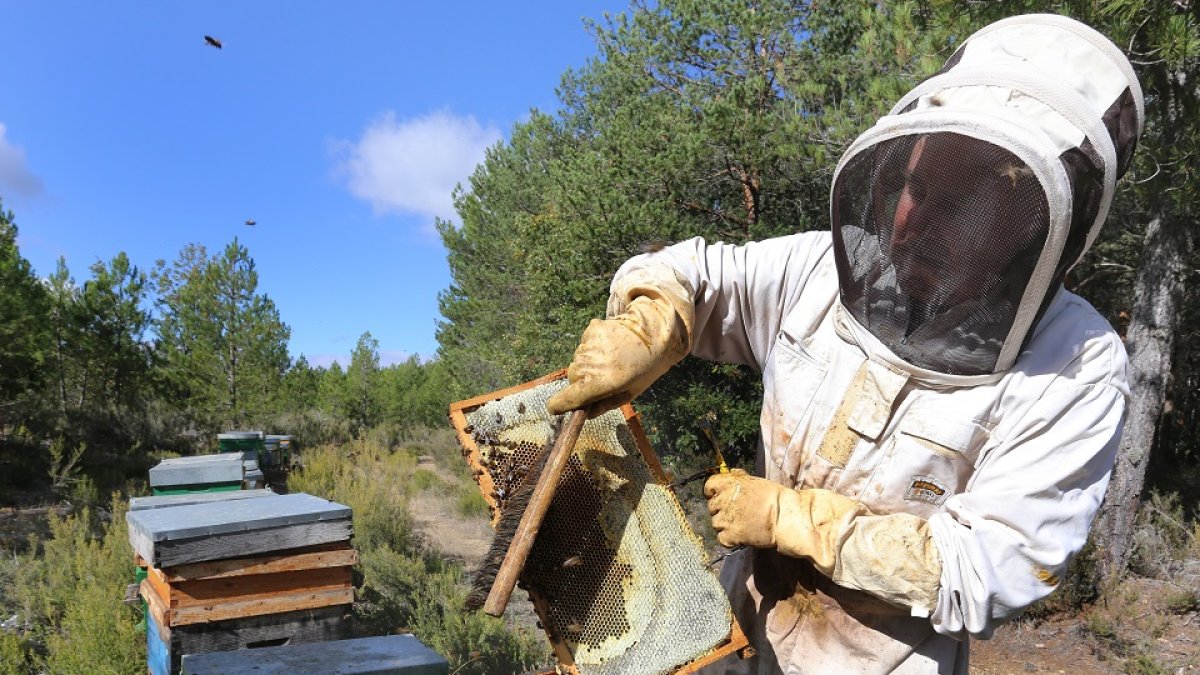 Apicultura en Palencia Los apicultores palentinos Felipe y Mario García recolectan la miel al final del verano en las colmenas que tienen instaladas en el monte de Villota del Páramo (Palencia). - E.M.