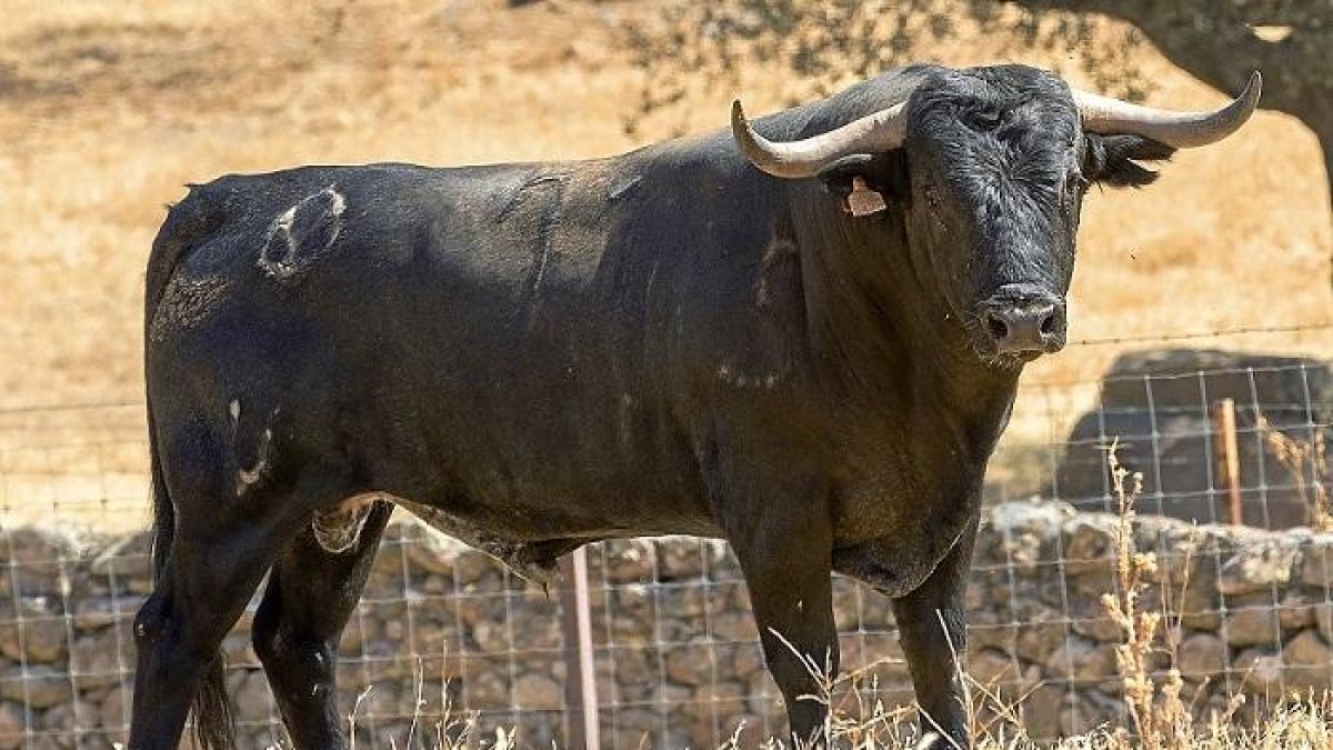 Toro que saldrá en la corrida de la feria de Íscar.-E. M.