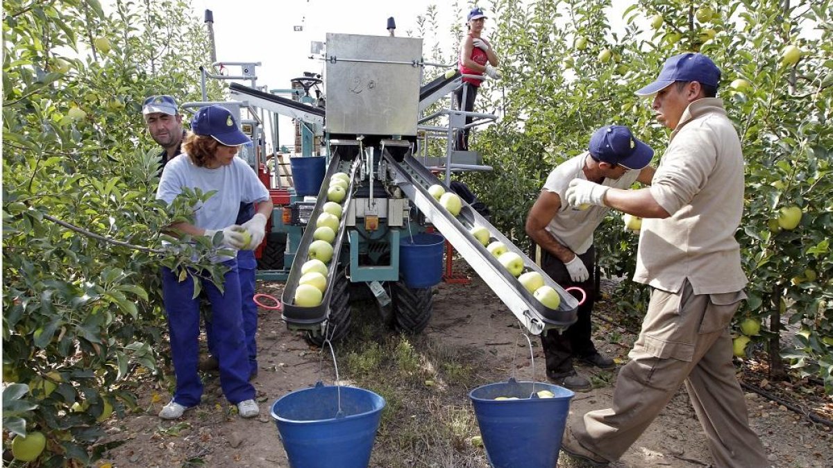 Recogiendo manzanas en la finca de Nufri de La Rasa.-LUIS ÁNGEL TEJEDOR