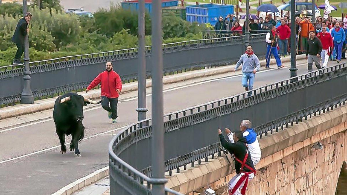 Dos aficionados se cuelgan ayer de la barandilla del puente de Tordesillas para evitar la embestida de ‘Pelado’.-JOSE C. CASTILLO