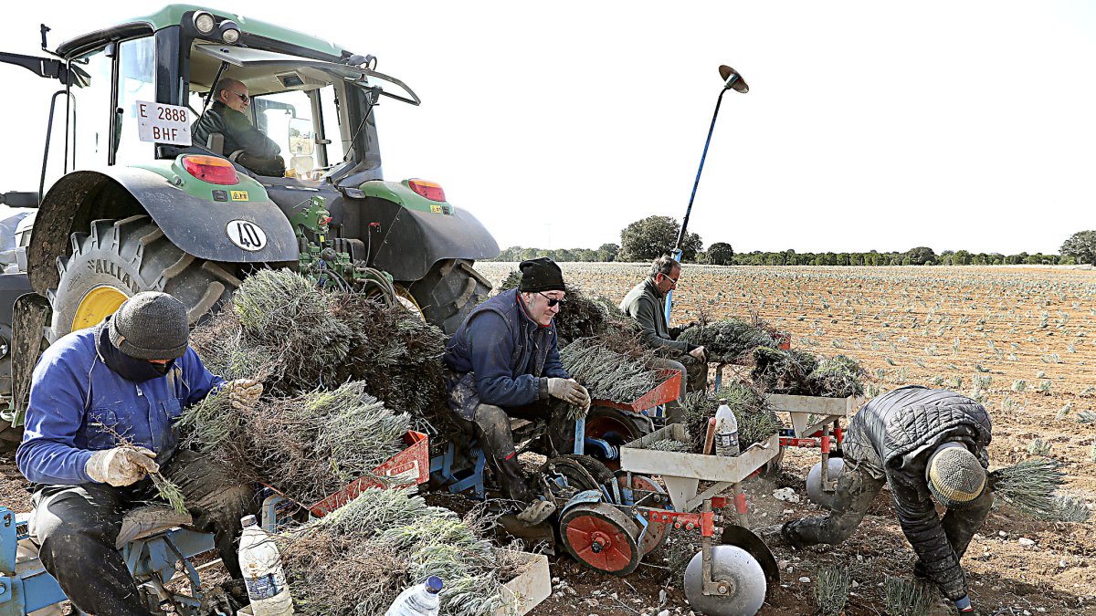 Trabajadores de la Cooperativa Palentina de Aromáticas en la máquina plantadora de lavanda. Brágimo / ICAL