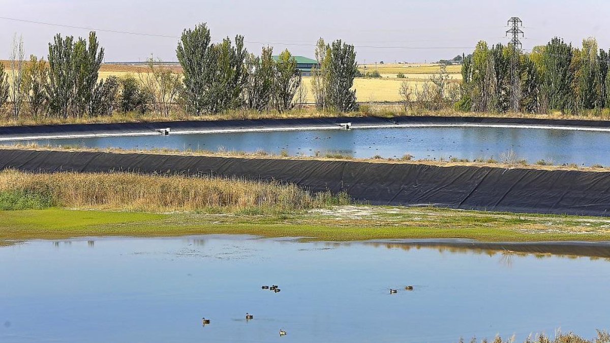 Bandadas de aves descansan y se alimentan en las antiguas lagunas de depuración de Medina del Campo.-J.M. LOSTAU