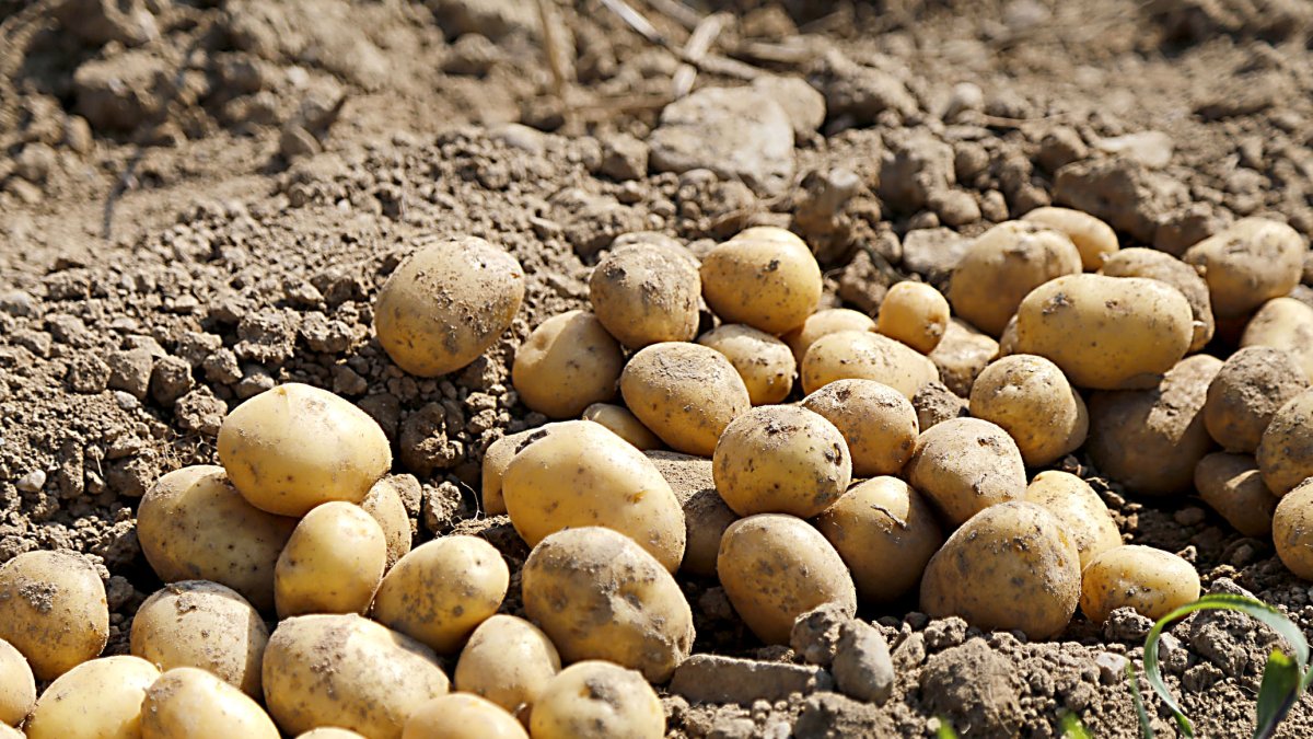 Patatas recién sacadas en un campo de cultivo. PQS / CCO