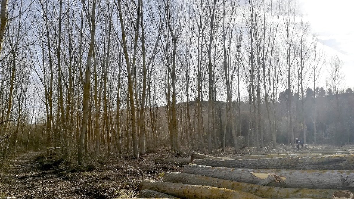 Tala invernal de chopos en una explotación de populicultura de Castilla y Léon. | E.M.