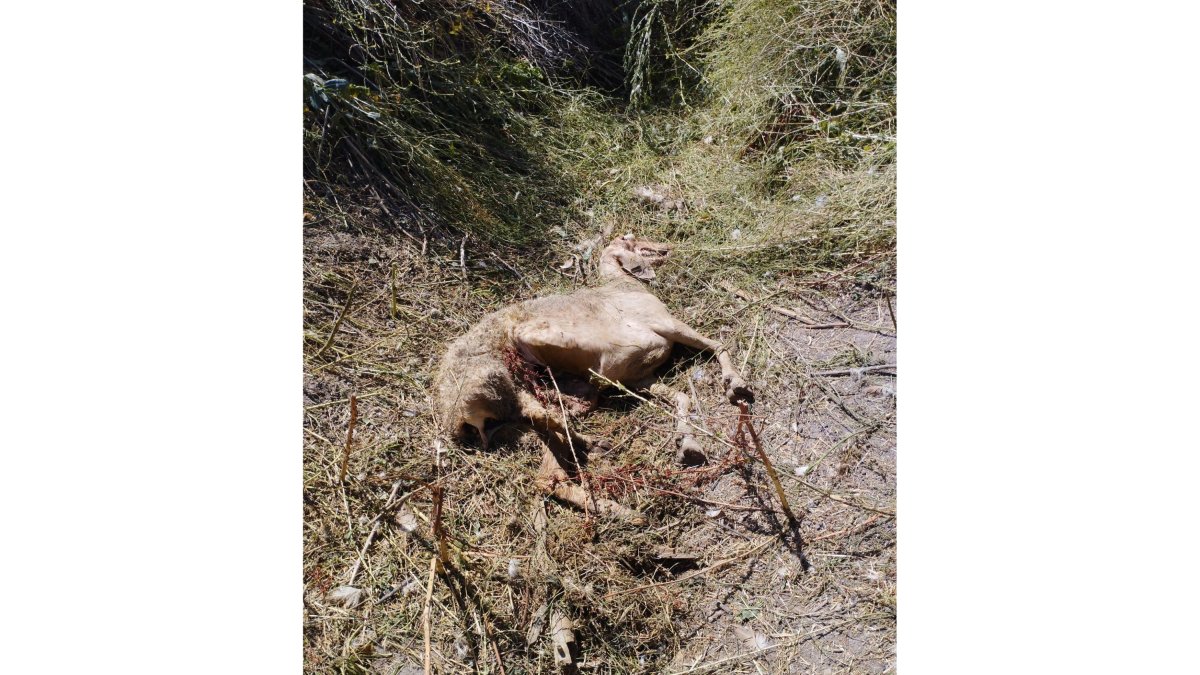 Una de las ovejas fallecidas tras el ataque del lobo. E.M.