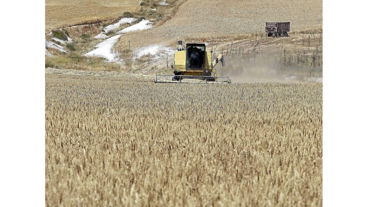 Un agricultor cosechando trigo en Castroverde de Cerrato.-ICAL