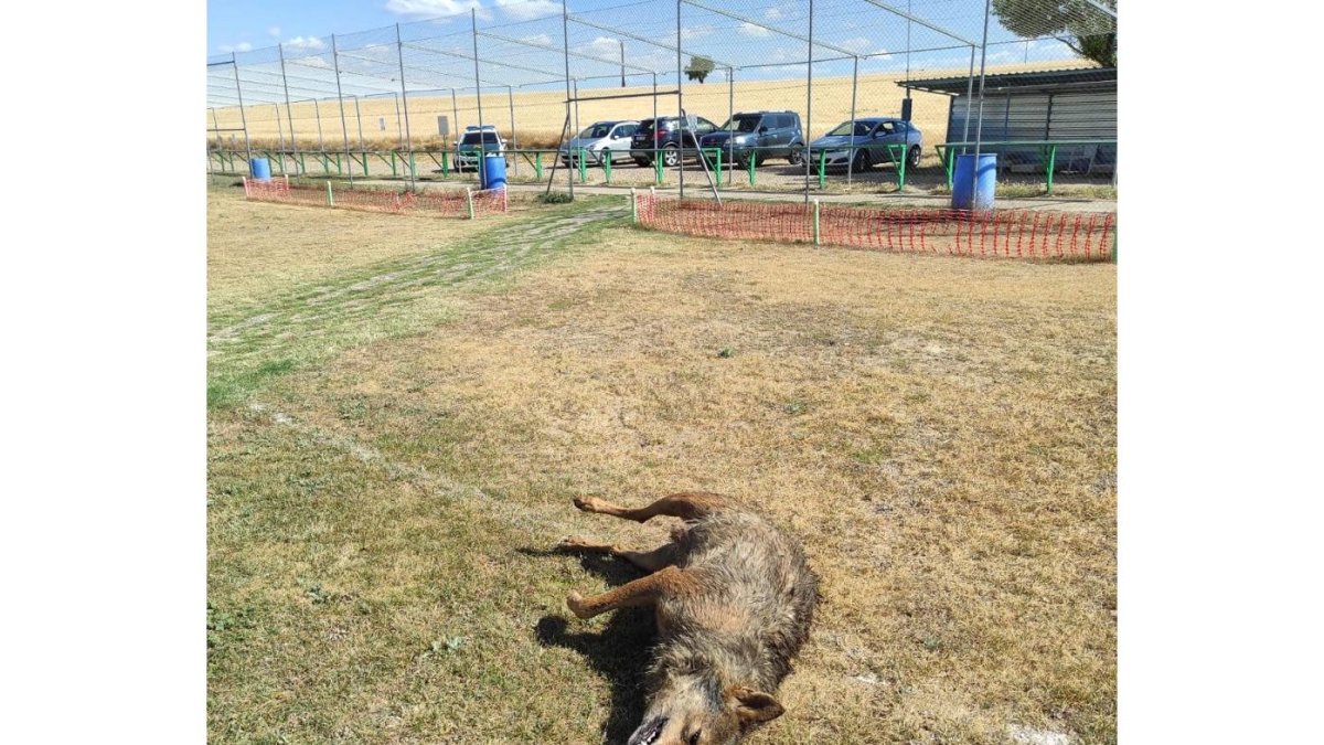 Imágenes del lobo encontrado muerto en Zaratán, Valladolid. - E. M.