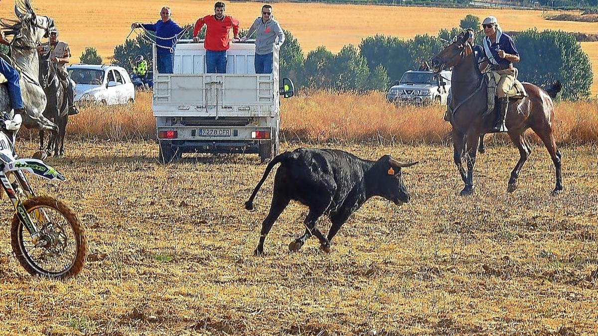 El encierro que tuvo hubo ayer en las fiestas de Simancas.-L. DE LA FUENTE