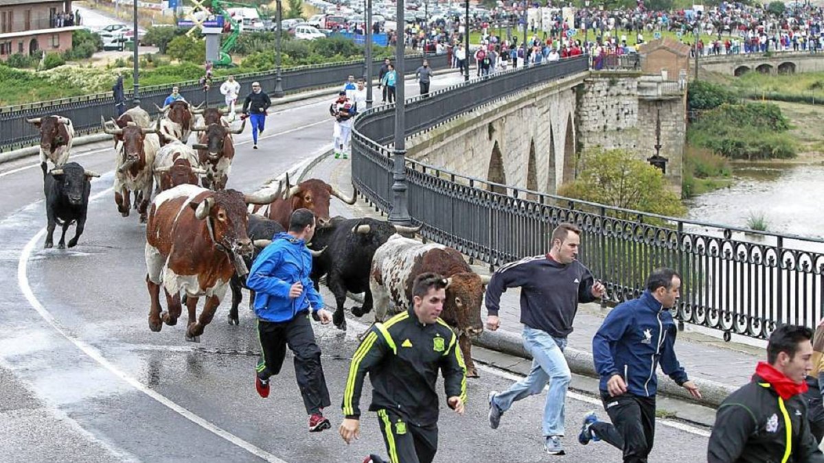 Varios jóvenes corren delante de los astados por el puente sobre el Duero ante la multitud de público.-J. M. Lostau