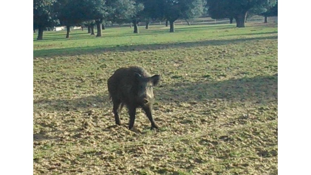 Un jabalí se adentra en un campo de cultivo de Madrigal de las Altas Torres (Ávila).-UPA