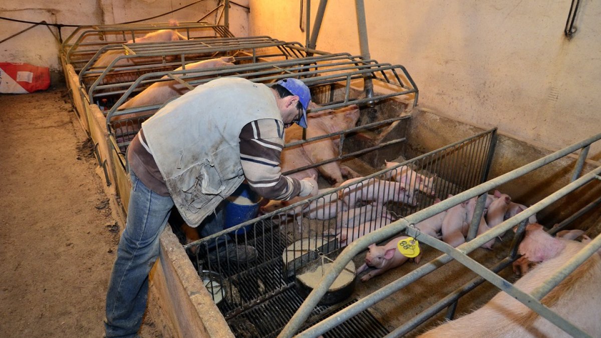 Trabajando en una granja de porcino de la provincia / MARIO TEJEDOR