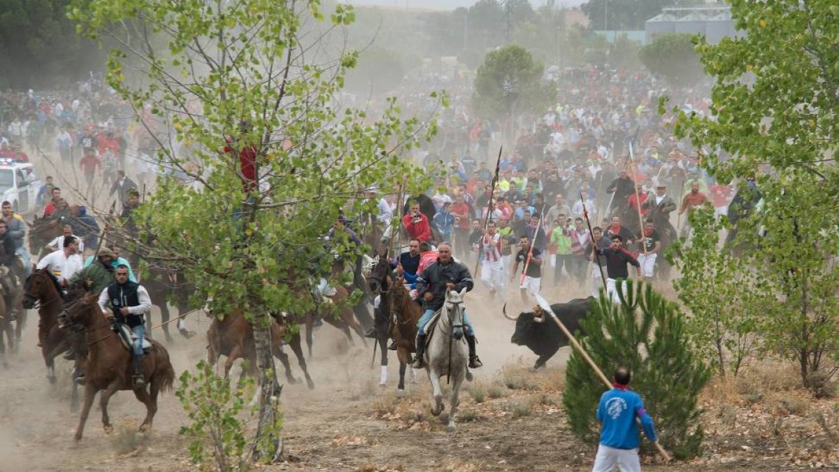 Celebración del Torneo del Toro de la Vega en la localidad de Tordesillas (Valladolid)-ICAL