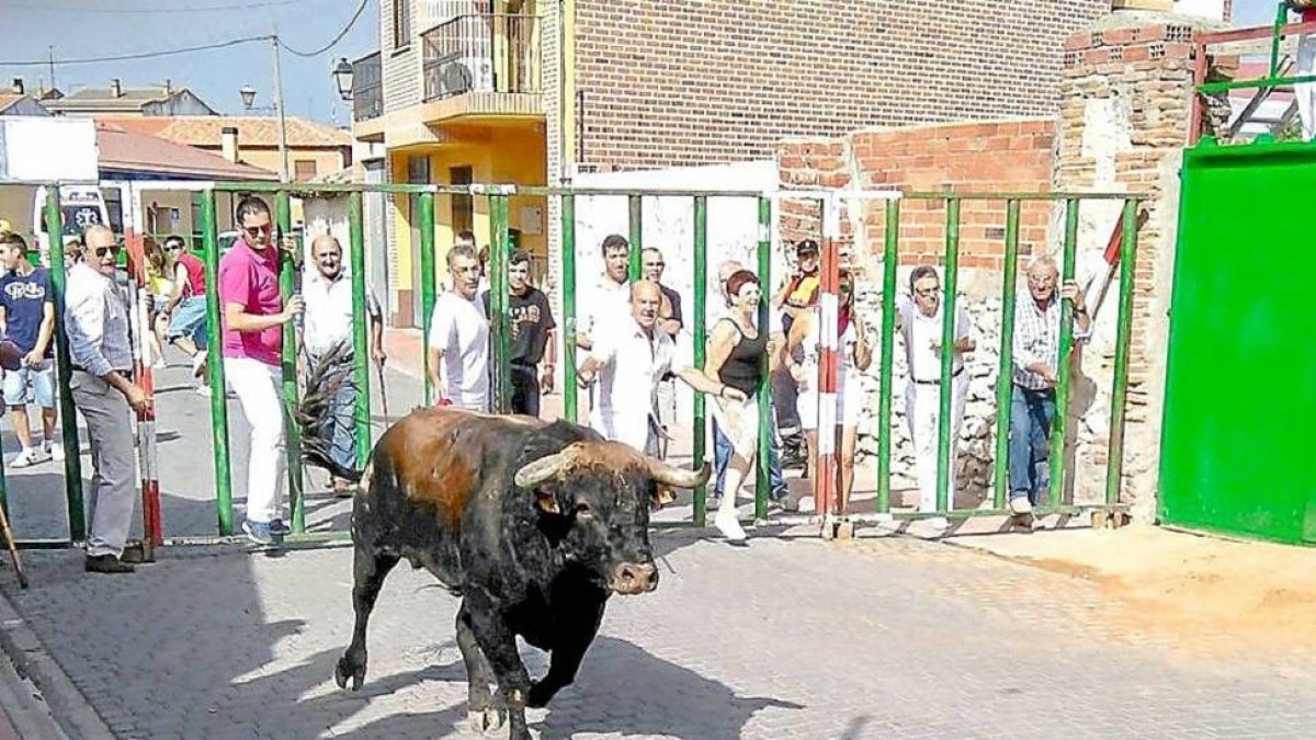 Uno de los toros del encierro.-El Mundo