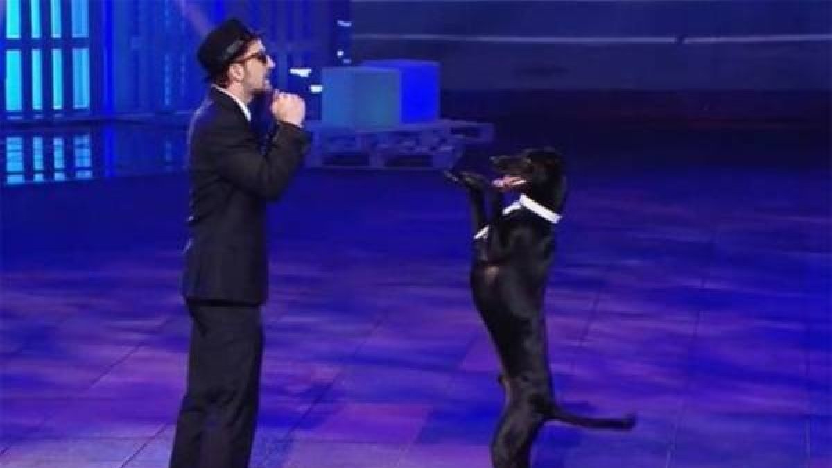 El perro Rocky, durante su actuación en la final de '¡Vaya fauna!'.-Foto: MEDIASET